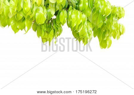 green branch leaves isolated on a white background with empty space