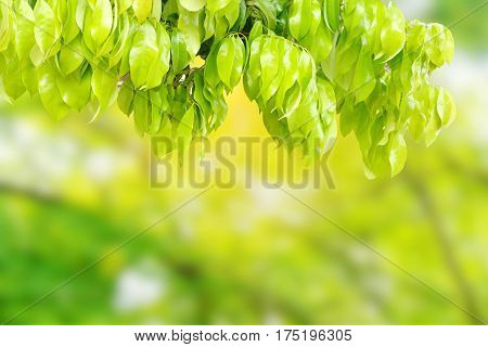 nature green branch leaves in a forest spring season background