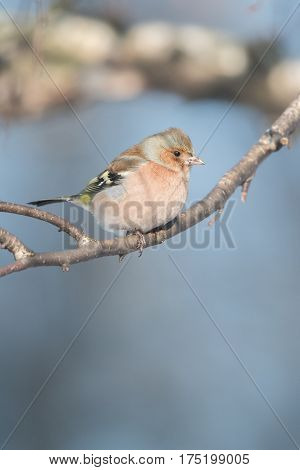 Chaffinch (Fringilla coelebs) in winter time. Small bird feeds on seeds of trees on a branch.