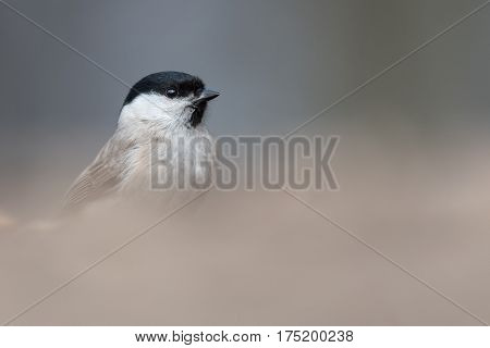 Portrait of The marsh tit (Poecile palustris).