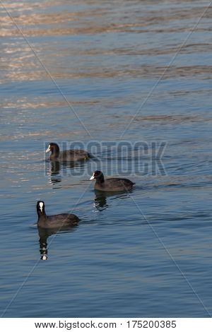 Birds Swim Calmly On The Sea Surface
