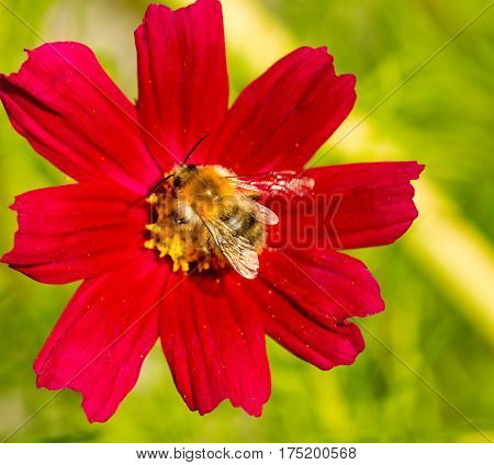 Red cosmea flower with a bee on it in summer season .Bee on Cosmea flower isolated.Bee working on cosmos flower.