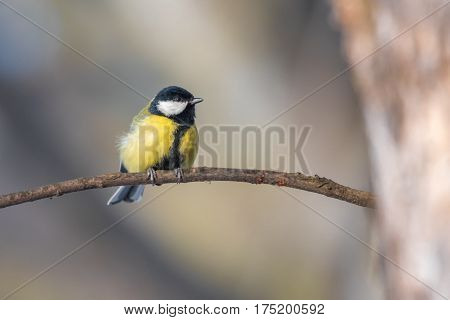 Bird - Great Tit (Parus major). Bird is sitting on a branch next to the feeder. Winter time.