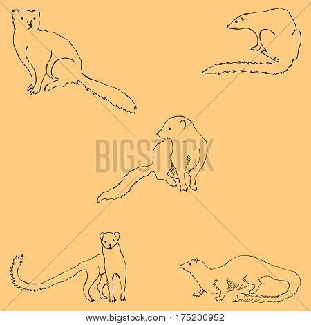 Mongoose. Sketch by hand. Pencil drawing by hand. Vector image. The image is thin lines. Vintage colors