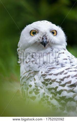 Awesome Snowy owl (Bubo scandiacus) outdoor shot. Owl is typical species for many countries, owl could be found also in Zoo. Animal shot capturing owl.