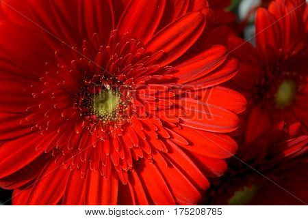 Detail Of A Bright Colof Flower In Blossom