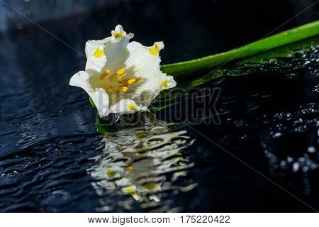 Snowdrop spring flowers. Snowdrop Snowdrop forest leaf nature plant white flowers sun