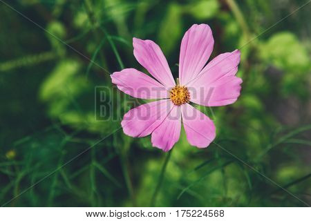 Mexican Aster pink flower or Garden Cosmos, closeup outdoors at green background. Its Latin name is Cosmos Bipinnatus Radiance, native to Mexico. Popular annual plant cosmea.
