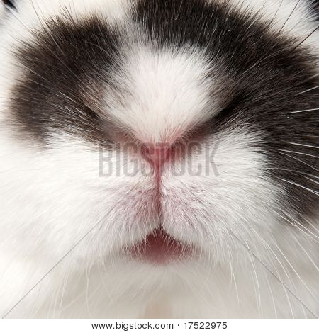 valkoinen kani blask kohteet