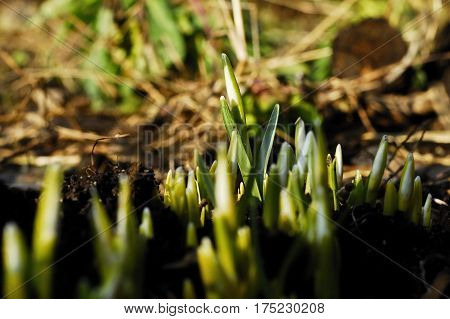 The earliest spring flowers. Snowdrops. Sweethearted nature.