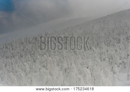 Snow Monster At Zao Mountain