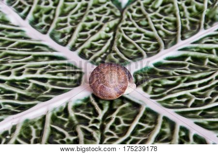 Snail on green leaves hidden in his shell