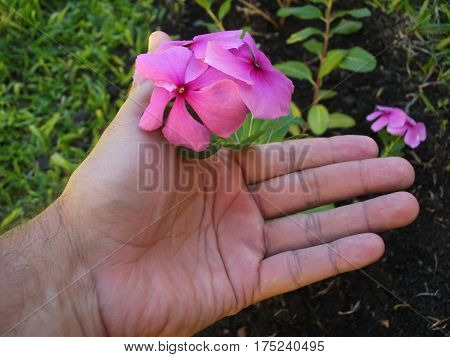 Close-up of hand and small pink flower on dark background