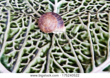 Snail on green leaves hidden in his shell