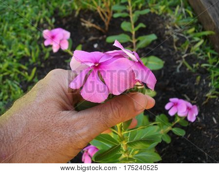 Close-up of hand and small pink flower on dark background