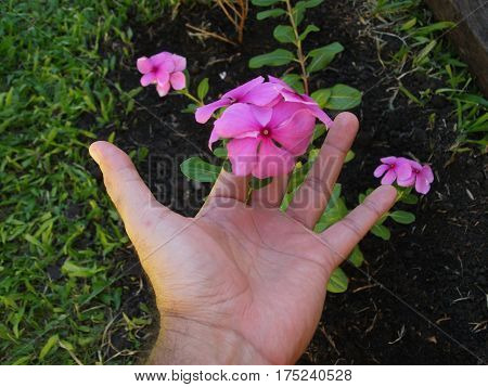 Close-up of hand and small pink flower on dark background