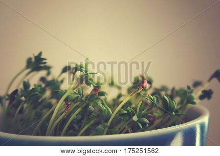 cuckooflower Easter in a small porcelain bowl