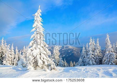 On a frosty beautiful day among high mountains and peaks are magical trees covered with white fluffy snow against the magical winter landscape.