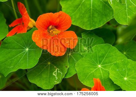 Beautiful Nasturtium Flowers Growing And Blooming In Garden