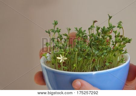 cuckooflower Easter in a small porcelain bowl in baby hands