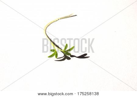 cuckooflower fresh shoots in the spring sunshine