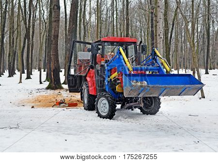 Red wheel tractor in wood or park in winter with log in ladle of blue hinged loader near stub of cut tree