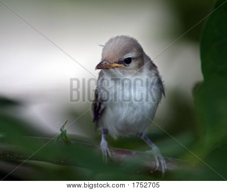 Vireo warbling pulcino