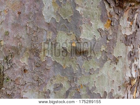 Color bark of sycamore tree. Background green military platanus wood detail