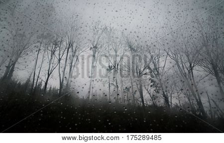 trees with dew drop on glass and the mist in Luoping, China