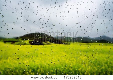 rapeseed flower field with dew drop on glass