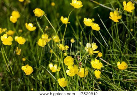 Eine gelbe Blume-Hintergrund von Buttercup - Latein: Knolliger Hahnenfuß