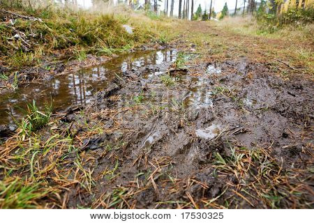 森の小道に泥の水たまり