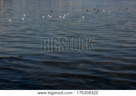 Gruop of seagulls swim calmly on the sea surface