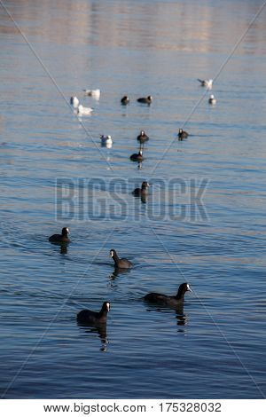 Birds Swim Calmly On The Sea Surface
