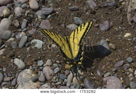 Zachodniej Tiger Swallowtail motyl