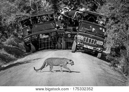 National park Yala Sri Lanka - May 26 2016: Leopard crosses the road in front of the audience in the Yala National Park. Safari. See Here the leopard is a rarity. We were lucky.