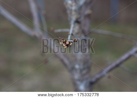 Blossoming Apricot Buds On Twigs In Early Spring
