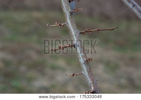 Blossoming Apricot Buds On Twigs In Early Spring