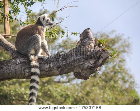 Ring tailed Lemur Hanging out in a tree