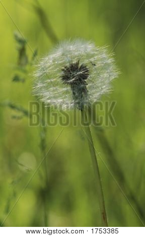 Dandelion2