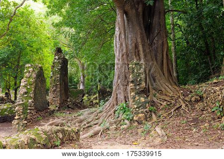 Kenya Gede ruins are the remains of a Swahili town located in Gedi a village near the coastal town of Malindi