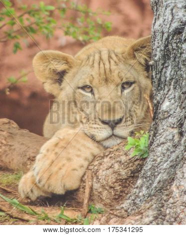 lion cub resting next to a tree