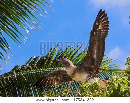 Juvenile red footed booby bird practicing how to fly
