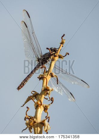 Dragonfly resting on a tree branch in Arizona
