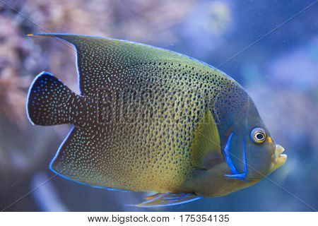 Semicircle angelfish (Pomacanthus semicirculatus), also known as the Koran angelfish.