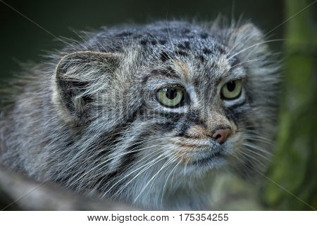 Pallas's cat (Otocolobus manul), also known as the manul. 