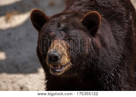 American black bear (Ursus americanus).