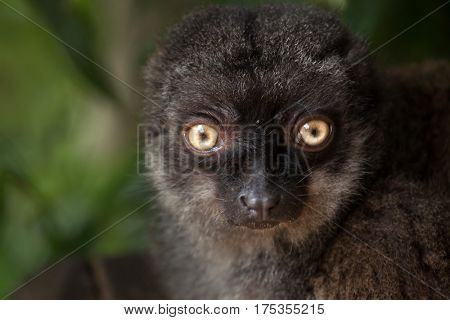 Female white-headed lemur (Eulemur albifrons), also known as the white-fronted brown lemur. 