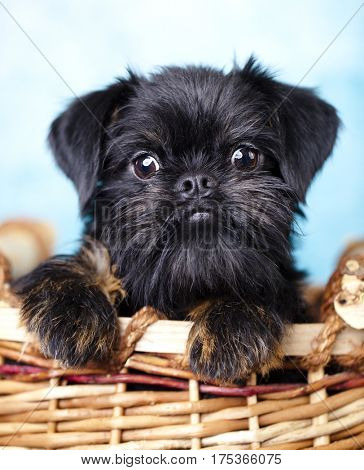 brussels griffon puppy portrait 