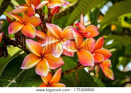 orange and white tropical frangipani plumeria flower blossom